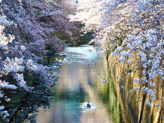 神田川にかかる桜の花のイメージ写真