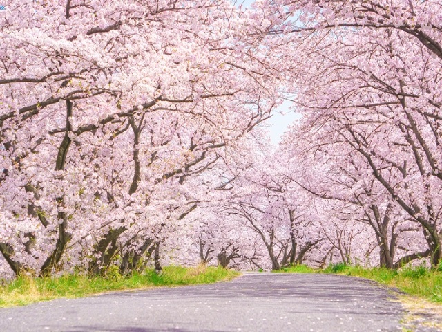 満開の桜のイメージ写真