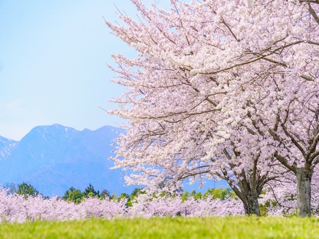 満開の桜のイメージ写真