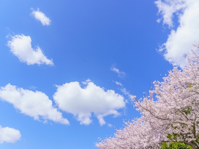 満開の桜と青空の写真