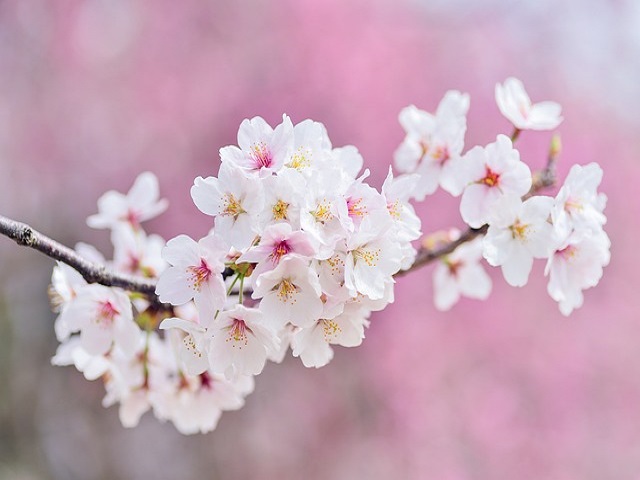 桜の花のアップ写真